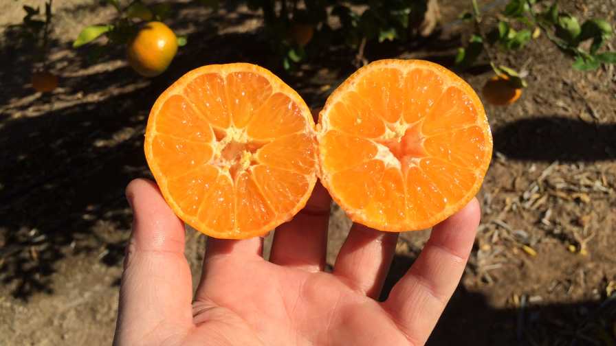 Tango mandarin orange sliced in half