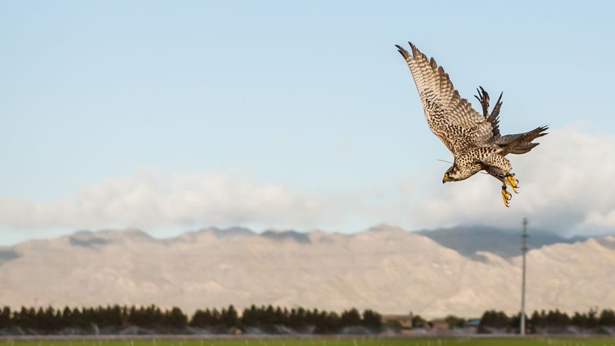 Falcon-takes-flight-at-Duncan-Family-Farms