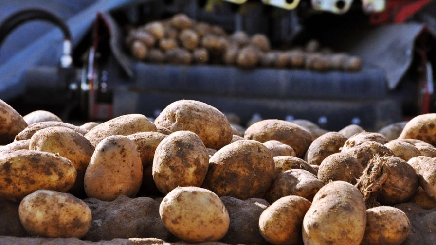 U.S. Trade: Good News for Potato Growers as Retaliatory Tariffs Evaporate, USMCA Passage Nears