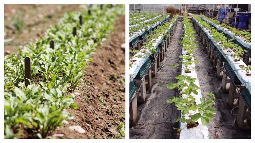 smackdown: hydroponic vs. soil-based organic growing