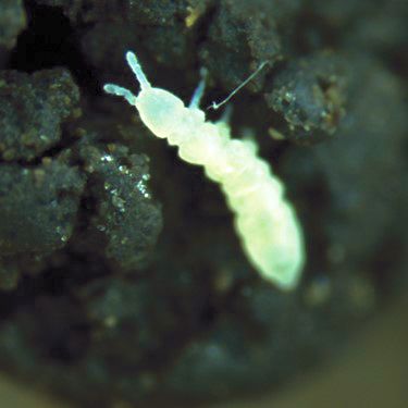 Springtail Is an Unexpected Vegetable Pest