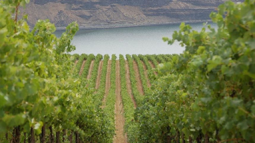 What Major Milestone Has Washington’s Wine Industry Reached?