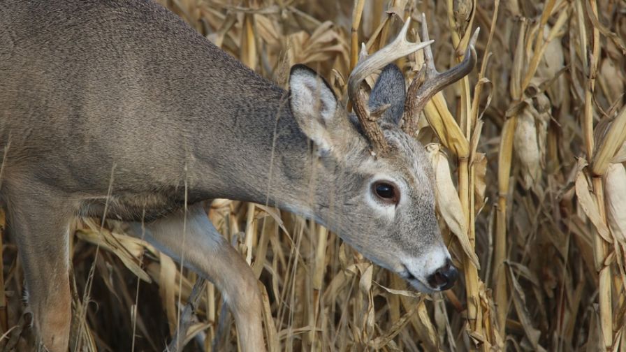 Whitetail Deer: The Top Wildlife Threat to Vegetable Crops