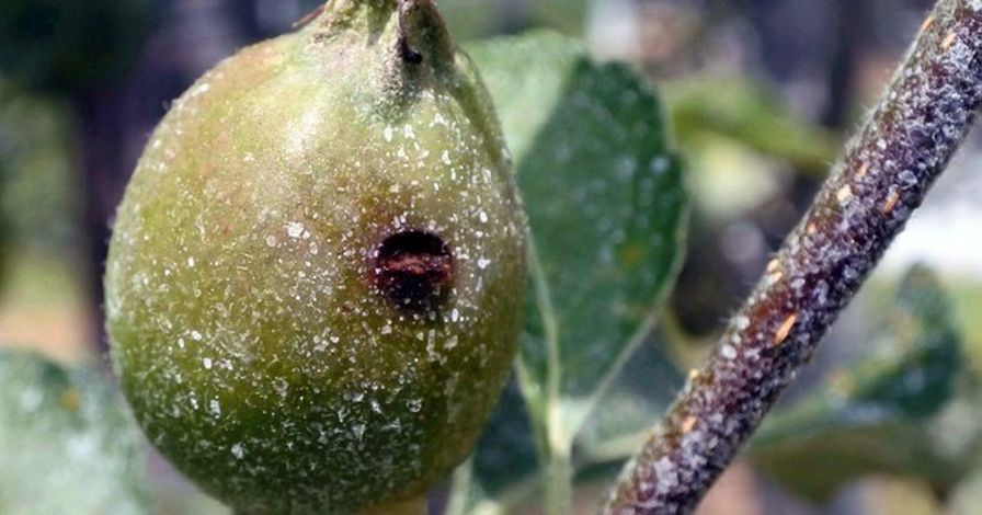 Penn State Offers Tips To Manage Early Season Orchard Pests