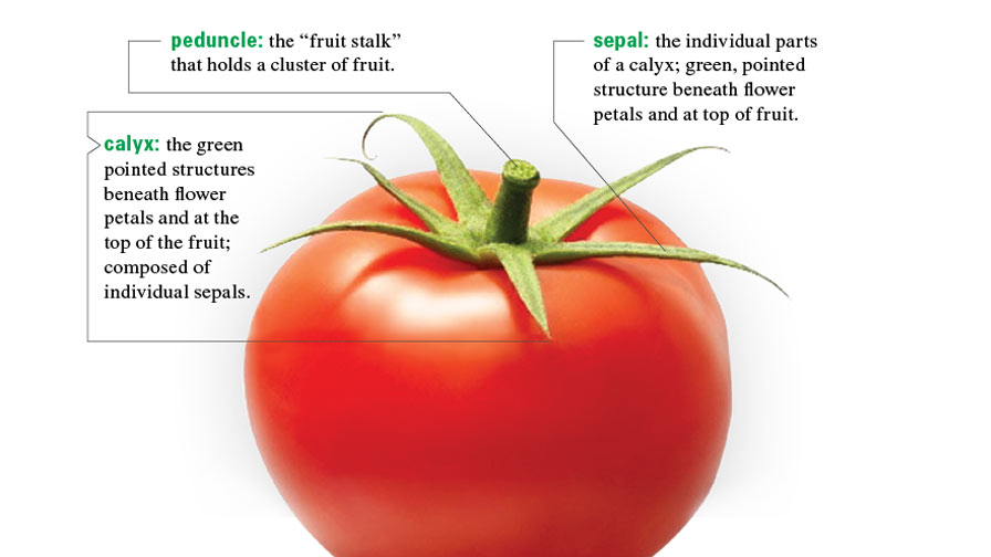 Speak Your Greenhouse Plants’ Language