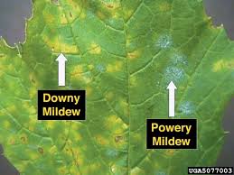 Field Scouting Guide for Squash Powdery Mildew