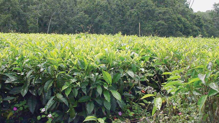 field of tea plants