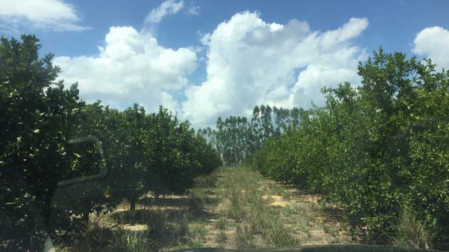 Gold Nugget citrus variety planting in Florida