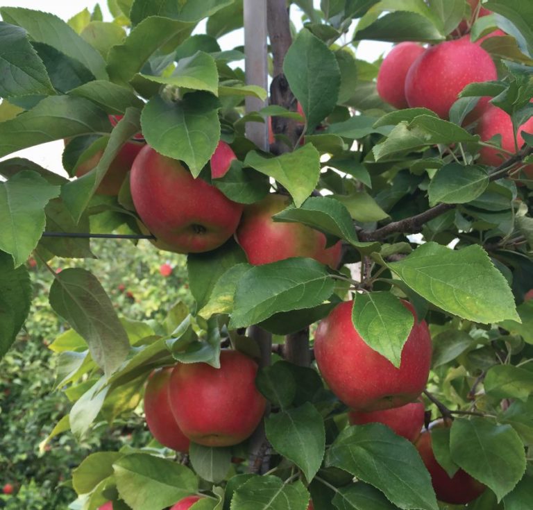 Ease Bitter Pit by Boosting Calcium Growing Produce