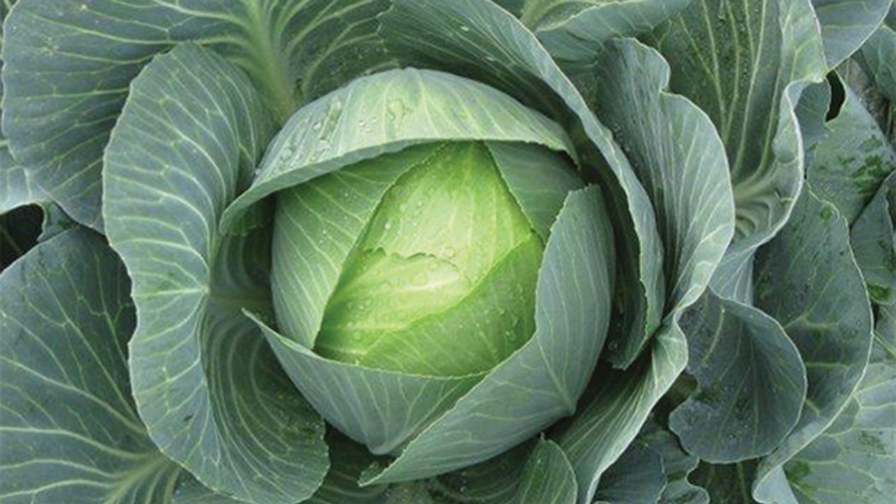 16 Cole Crop Varieties You Need to See Growing Produce