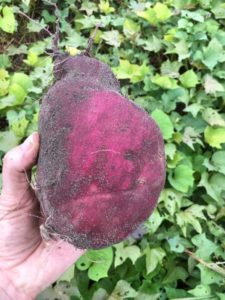 Palmetto sweet potato variety