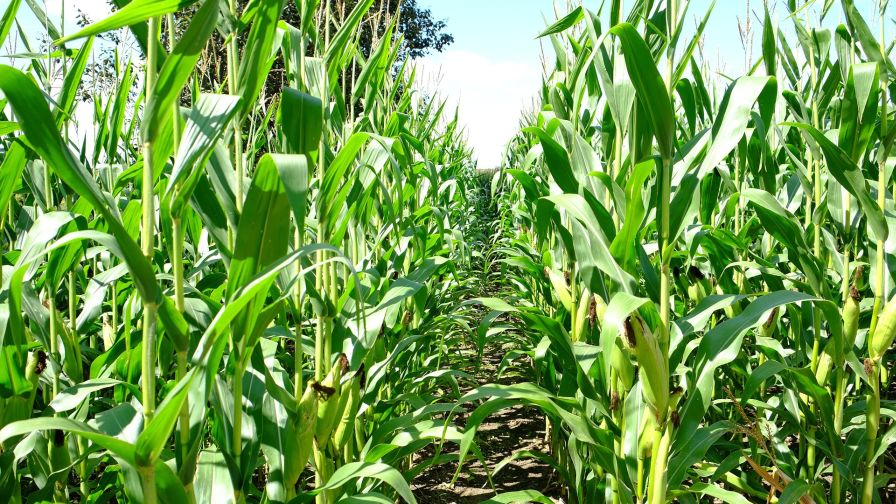 45 Years Ago, a Hard Freeze in June Killed an Entire Sweet Corn Crop