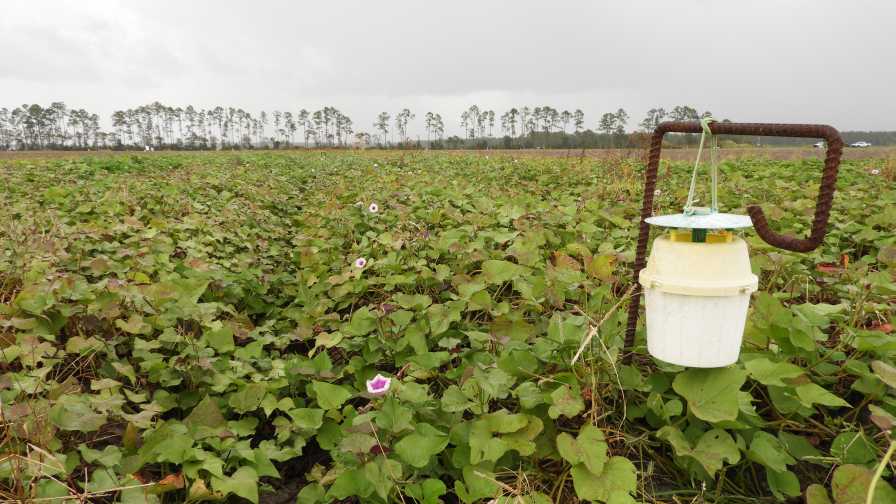 Florida sweet potato field with weevil trap