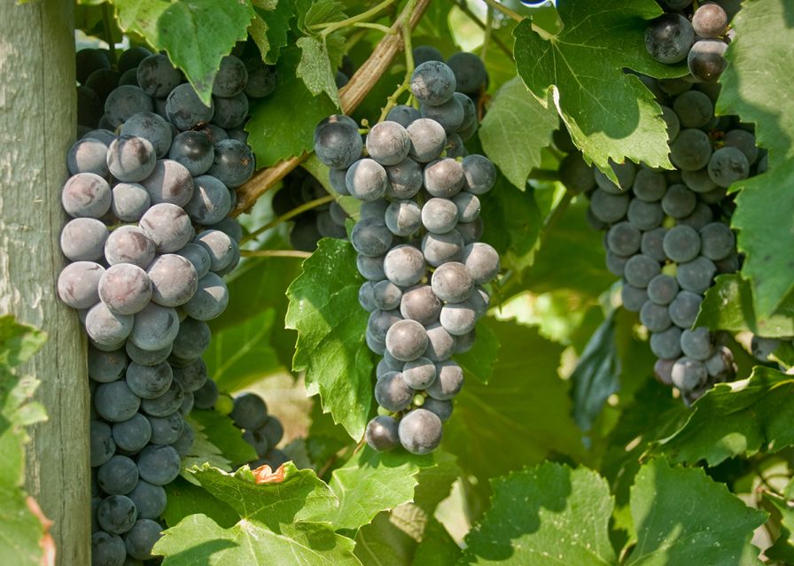 Cornell University Wants You to Name That Grape