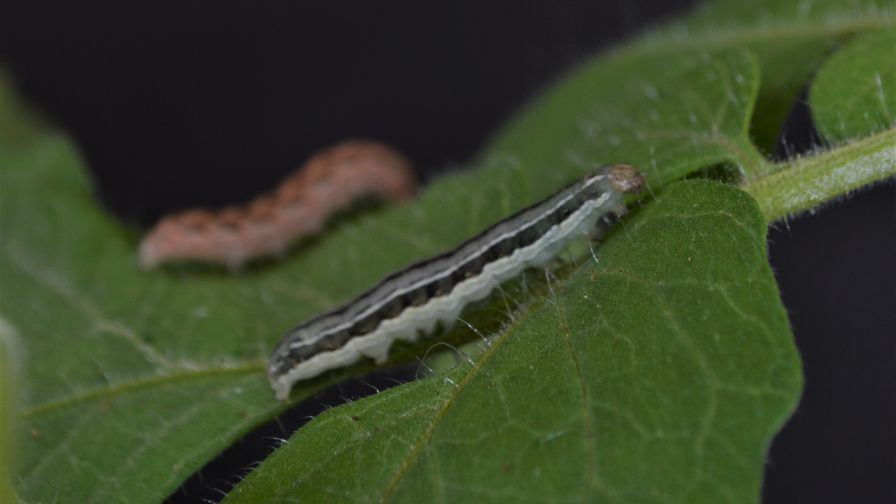 Beet-armyworms-on-a-tomato-plant