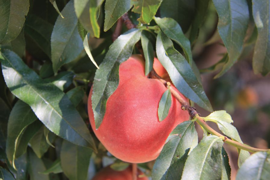 Clemson Peach Breeding Hones in on Disease Resistance, Flavor