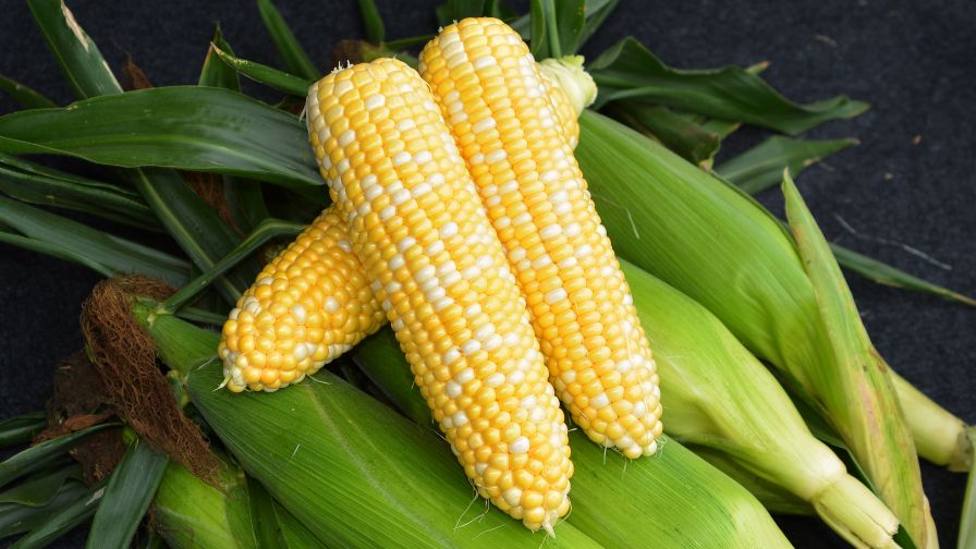 Variety Specs | Production Tips: Corn 'Anthem XR' from Rispens Seeds