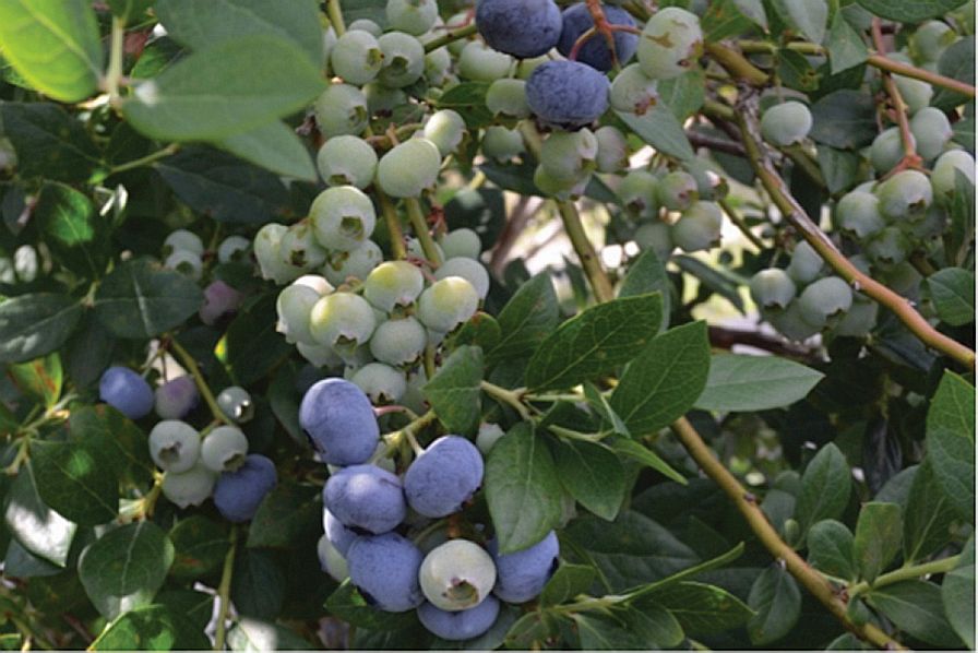 Southern Highbush Berries Have Turned the Blueberry World Upside-Down