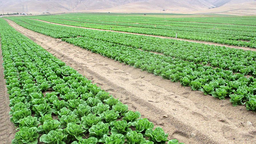 4 Challenges Large Operations Face in Organic Vegetable Production