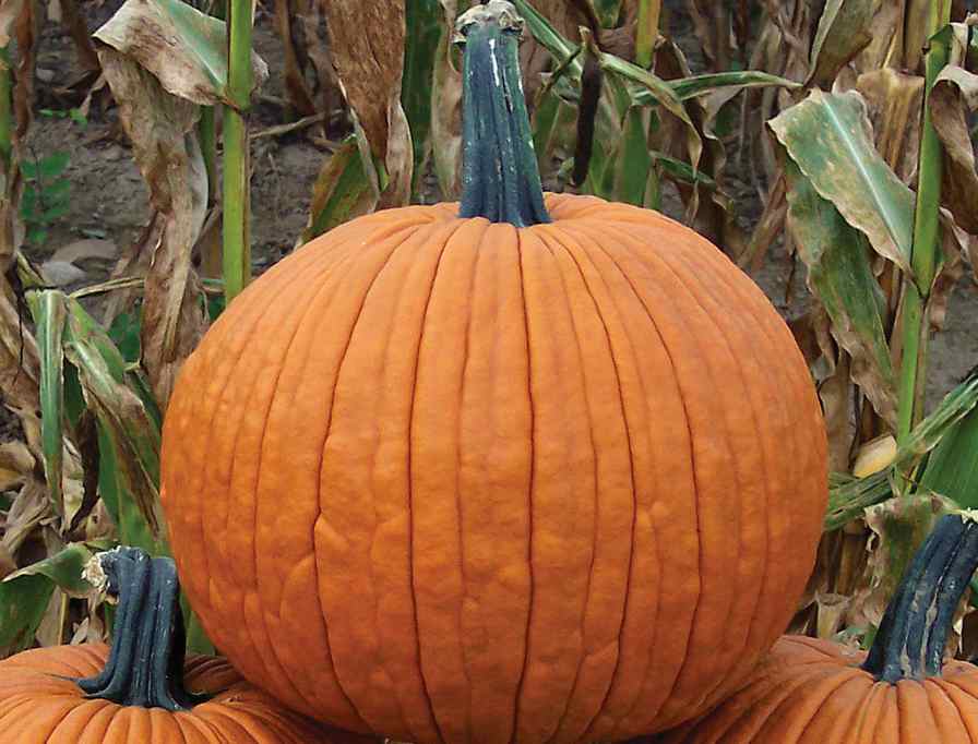 23 Of The Latest Pumpkin Varieties - Growing Produce