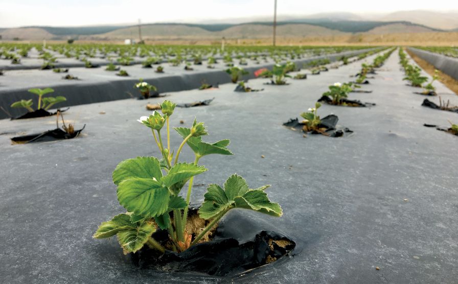 Tips to Control Rodents in Drip-Irrigated Strawberries