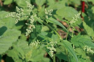 Field Scouting Guide: Common Lambsquarters