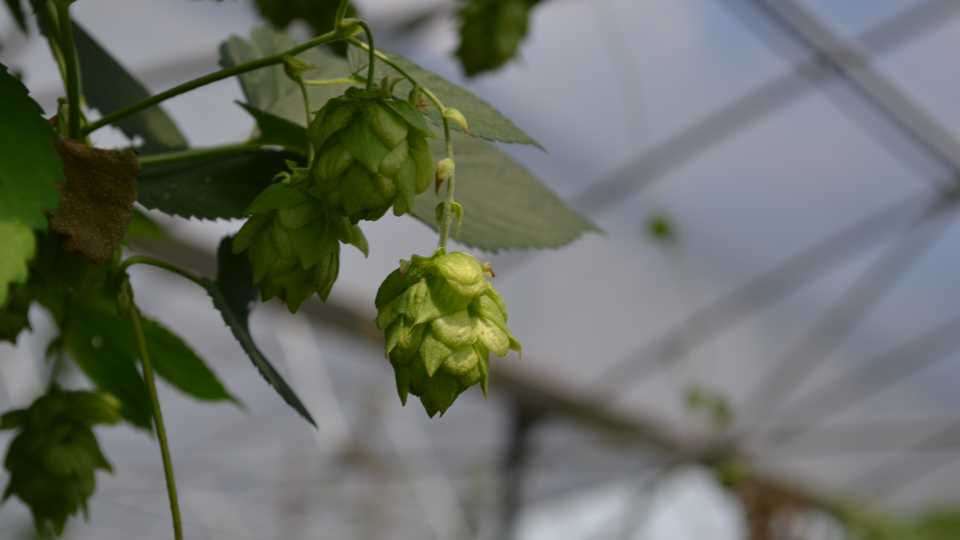 Florida hops in hoophouse at UF/IFAS MREC