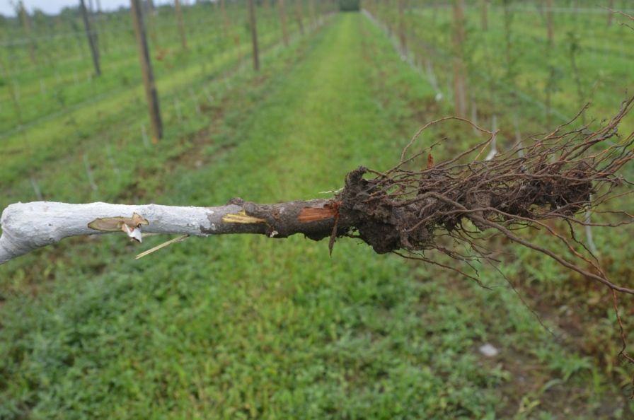 Wet Weather Breeds Phytophthora in Young Apple Plantings