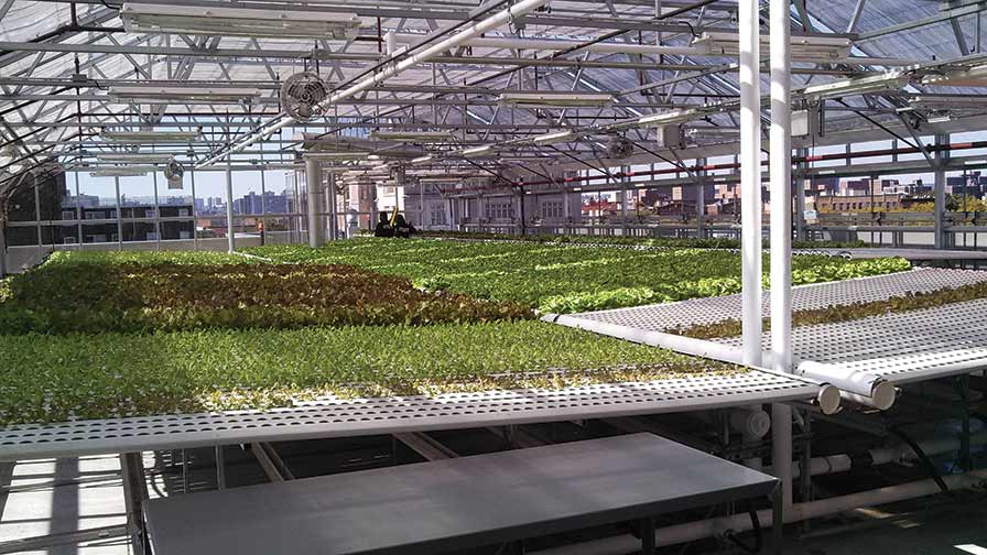 Greenhouse Vegetable Production Systems for Every Grower