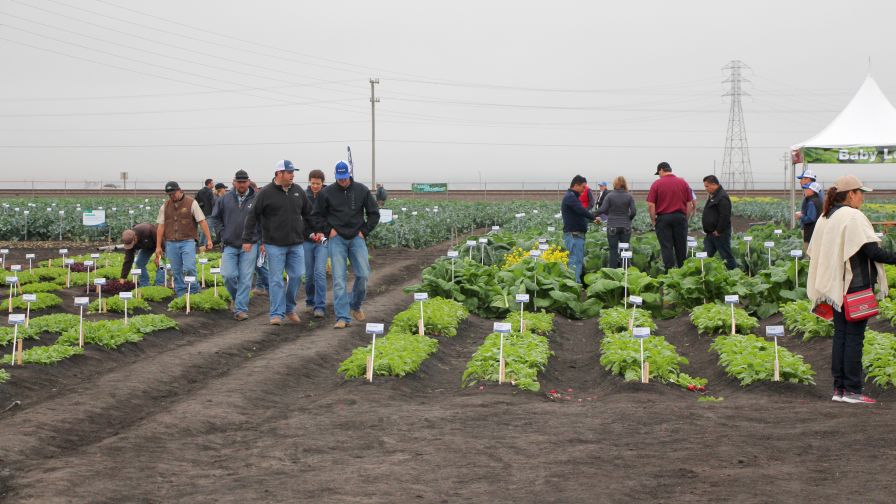 Want to Tour Vegetable Field Trials in California? Here's What You Need to Know