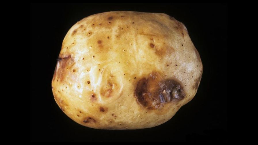 Why Some of the Most Dangerous Potato Diseases are Successful