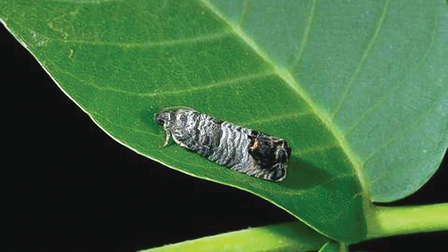Codling Moth Monitoring Tips in Walnuts