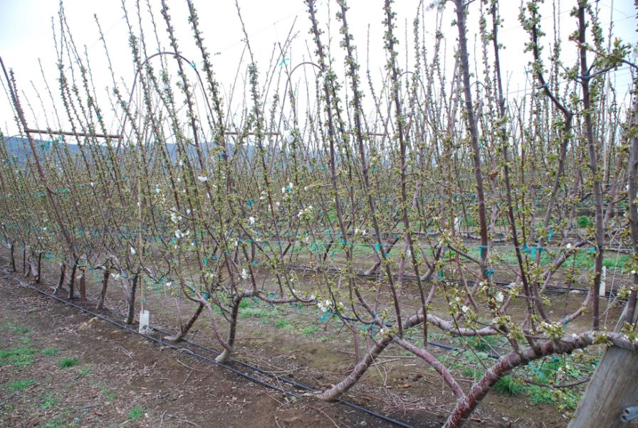 What Will Be the Next Generation of Cherry Canopies?