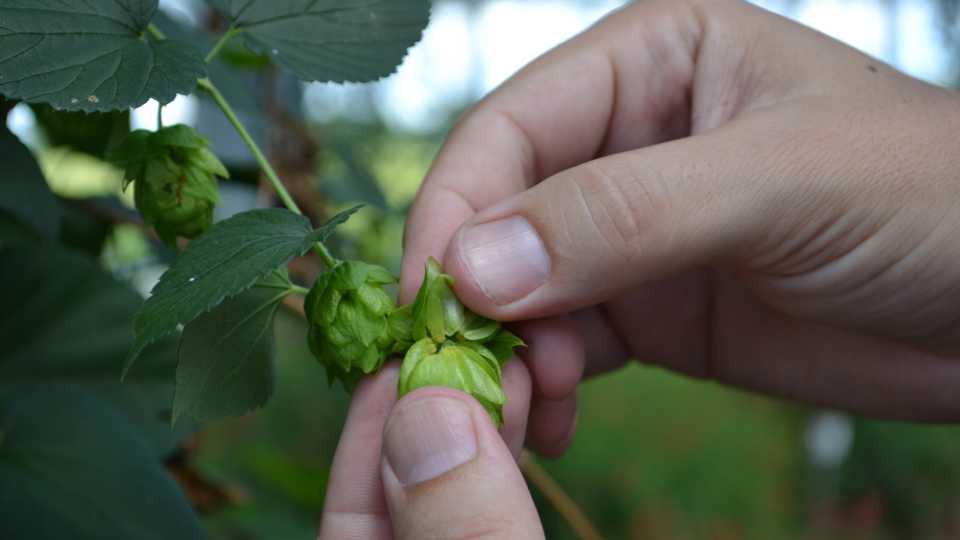 peeling back hop crops to look inside