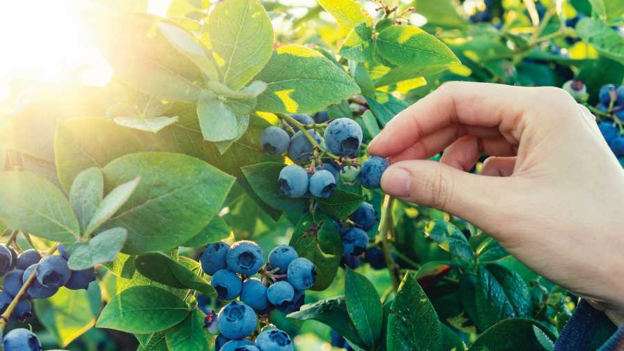 Picking fresh Florida blueberries