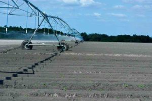 Saving 1 Million Gallons of Water a Day: Sustainable Lessons From Jones Potato Farm