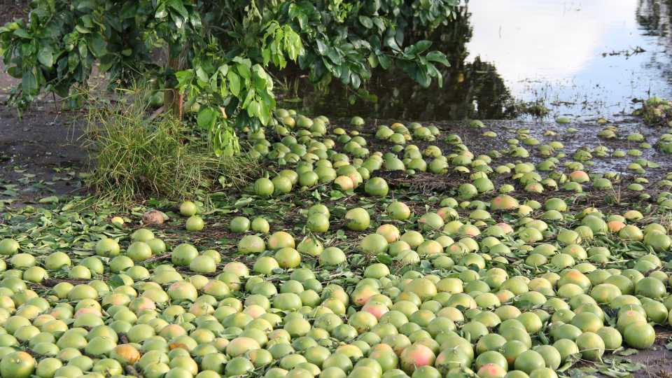 A sea of citrus fruit floating in floodwater after Irma