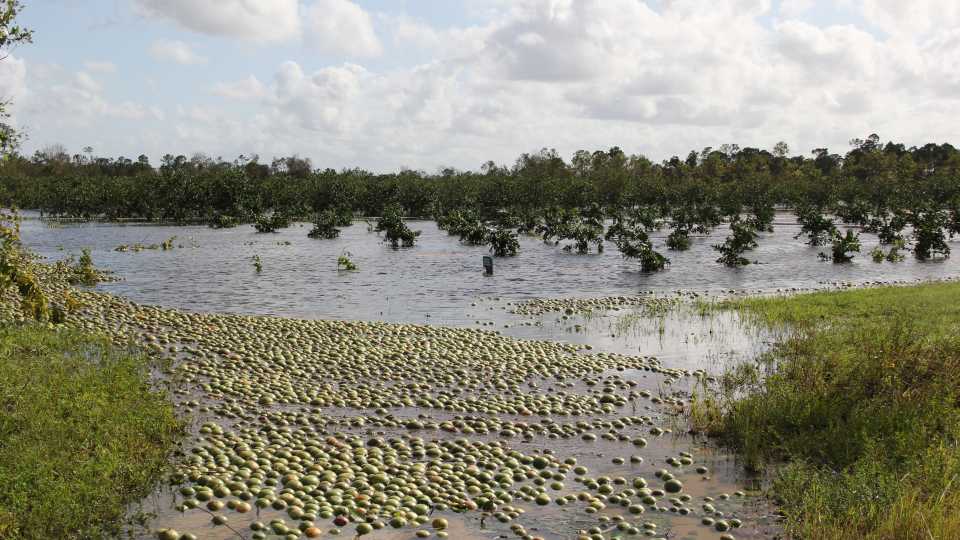 A water-logged citrus grove in Southwest Florida following Irma