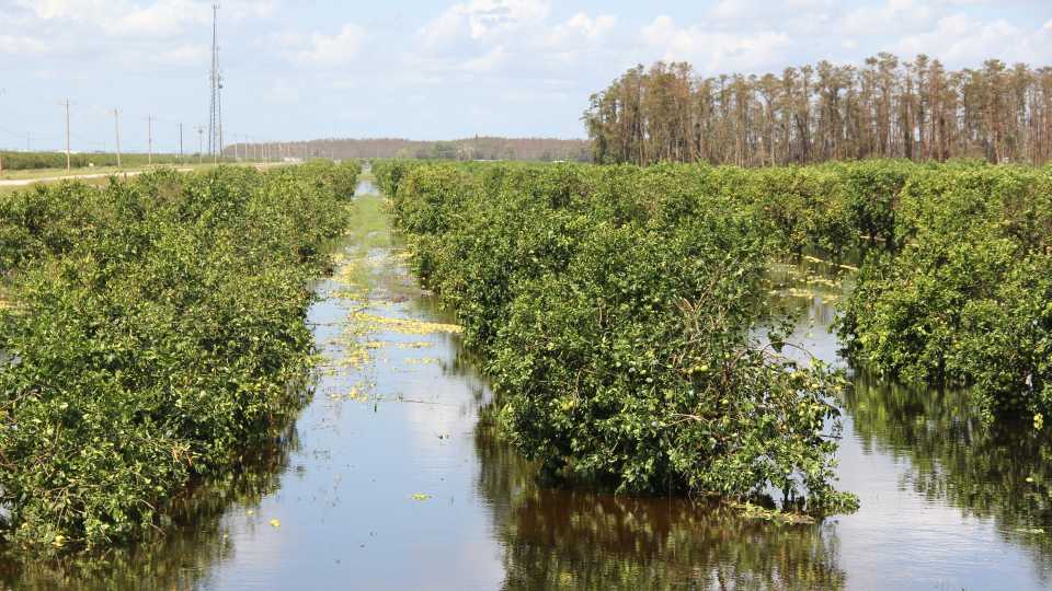 Swamped citrus in Southwest Florida