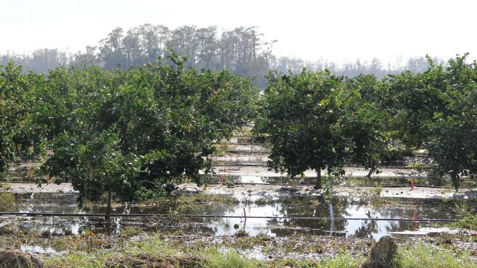 Soggy citrus trees following Irma