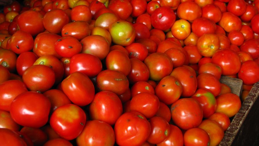 550 Pounds of Tomatoes Stolen from Massachusetts Farm