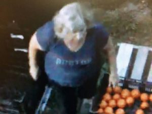 550 Pounds of Tomatoes Stolen from Massachusetts Farm