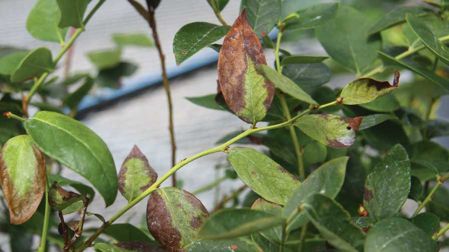 Bacterial wilt symptoms on blueberry leaves