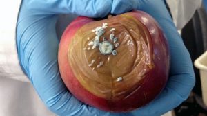 Researcher Finds Bacteria Can Stop Blue Mold on Apples