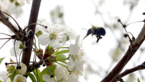 Many Pollinators Boost Cherry Yields — Not Just Honeybees