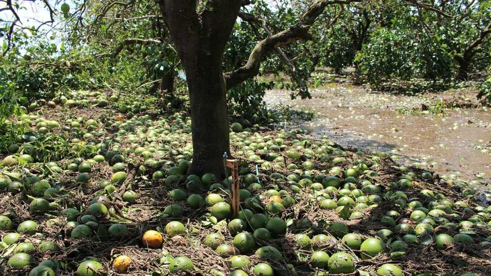 Fallen citrus fruit in wake of Irma