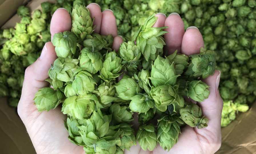 Handfuls of Florida hops