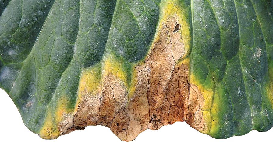 Field Scouting Guide: Black Rot of Brassicas
