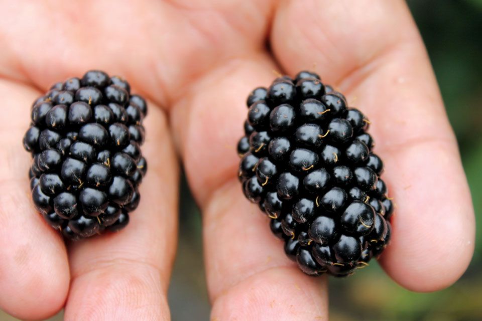 blackberries and berry flavor