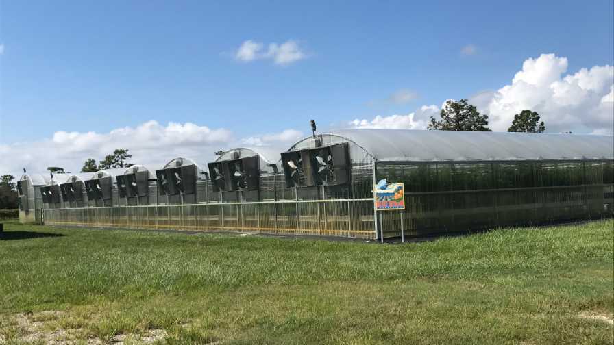 Blue Heron Nurseries greenhouses post-Irma